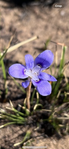 Image of Moraea thomsonii by (c) katuchka, some rights reserved (CC BY)