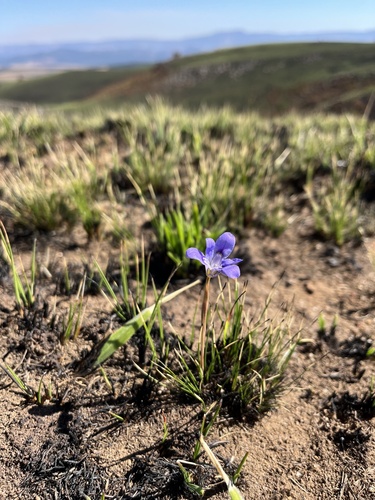 Image of Moraea thomsonii by (c) katuchka, some rights reserved (CC BY)