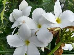 Plumeria pudica
