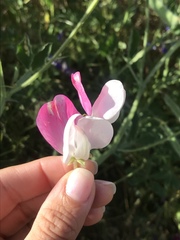 Lathyrus