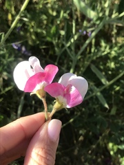 Lathyrus