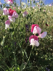 Lathyrus
