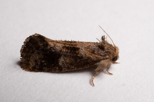 Panama Grass Tubeworm Moth photo 3