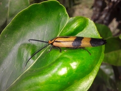Eunyctibora nigrocincta