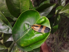 Eunyctibora nigrocincta