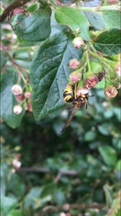 Ancistrocerus durangoensis