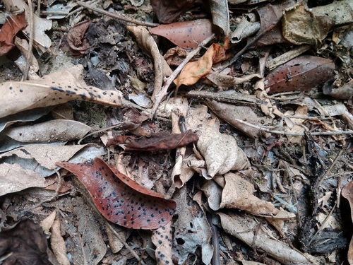 Striped Centipede Snake