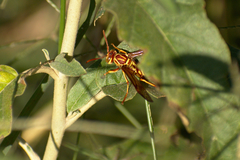 Polistes apachus apachus