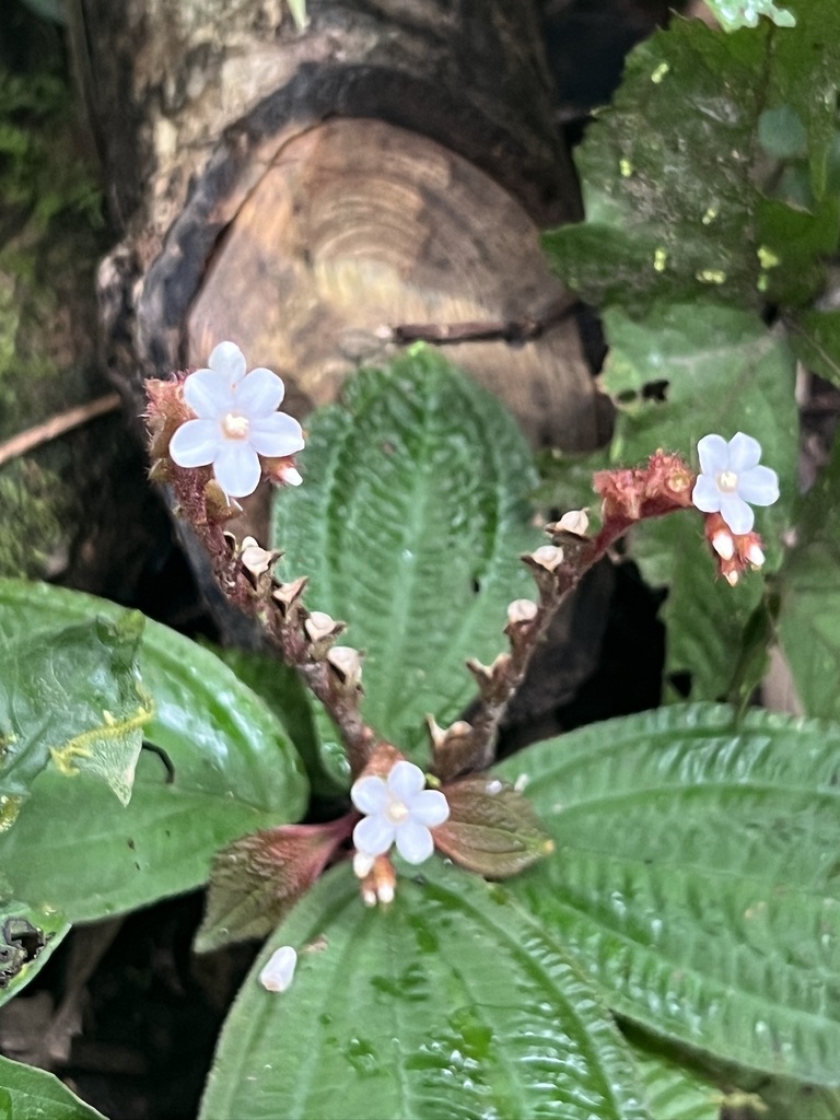 Triolena amazonica