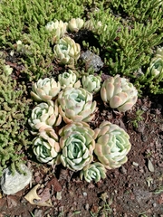 Echeveria elegans