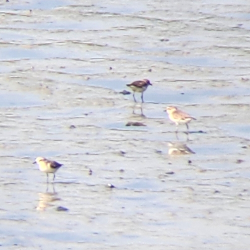 Javan Plover (Anarhynchus javanicus), photo 4