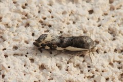 Tarache augustipennis