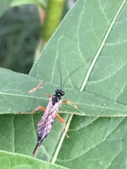 Pimpla pedalis