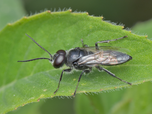 Astata unicolor photo 5