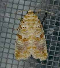 Diastema tigris