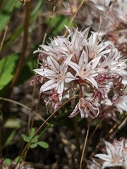 Allium lacunosum