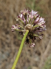 Allium lacunosum