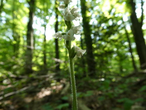 Checkered rattlesnake plantain (Goodyera tesselata)
