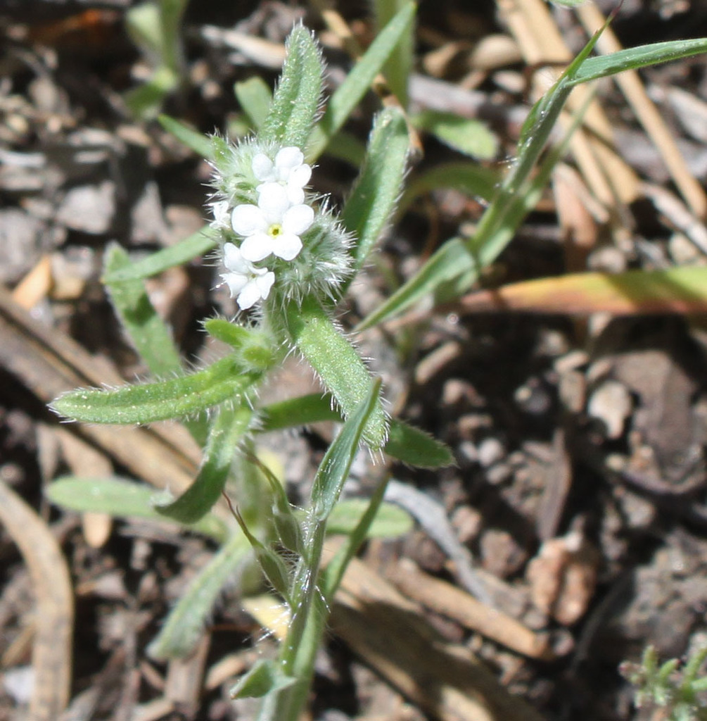 hedgehog cryptantha