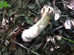Verpa bohemica
