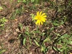 Arnica lonchophylla