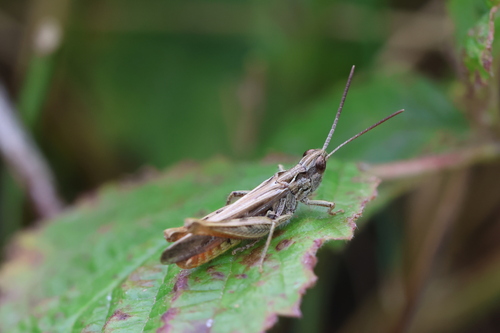 Photo of Common Field Grasshopper (Chorthippus brunneus)