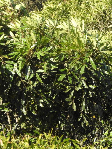 Image of Neocussonia umbellifera by (c) katuchka, some rights reserved (CC BY)