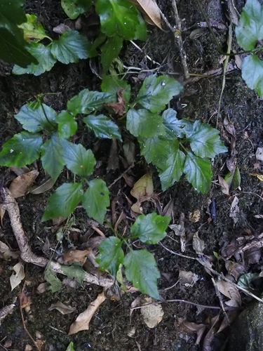 Image of Cardamine africana by (c) katuchka, some rights reserved (CC BY)