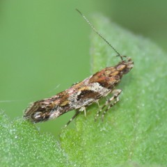 Aristotelia devexella