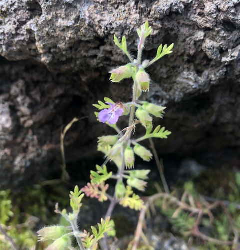 Image of Teucrium botrys by (c) Jochen Essig, some rights reserved (CC BY)