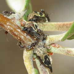 Smiliini