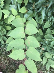 Reynoutria × bohemica