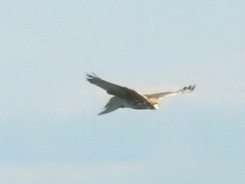 Halcón borní (Falco biarmicus)