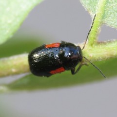 Cryptocephalus pinicolus