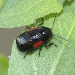 Cryptocephalus pinicolus