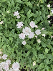 Astrantia