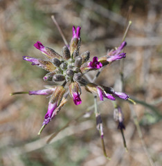 Boechera californica