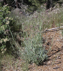 Boechera californica