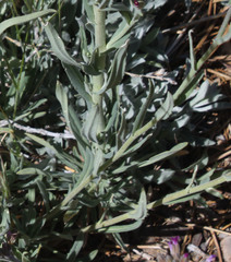 Boechera californica