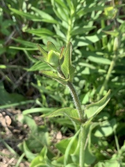 Silphium gracile
