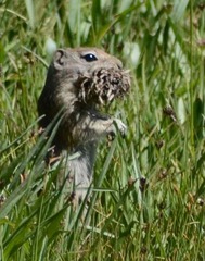 Urocitellus beldingi