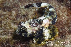 Synchiropus ocellatus