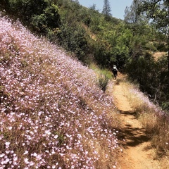 Clarkia cylindrica