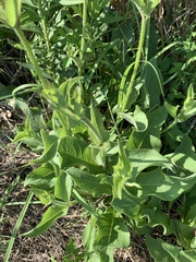 Silphium gracile