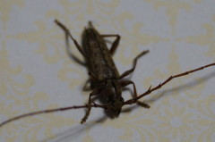 Elaphidion