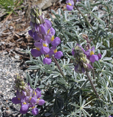 Lupinus excubitus austromontanus