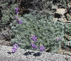 Lupinus excubitus austromontanus