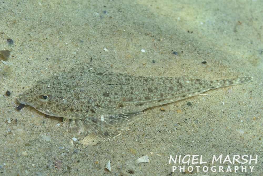 Greyspotted Dragonet