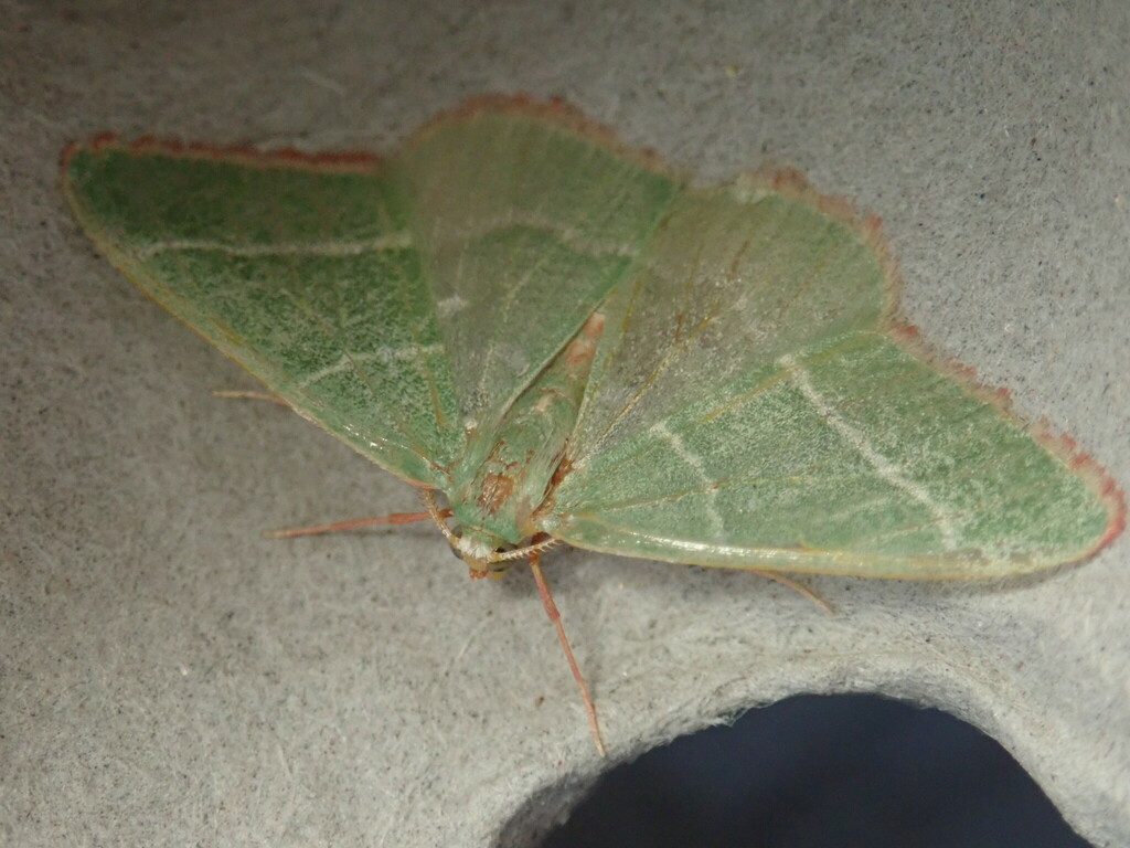 Nemoria intensaria