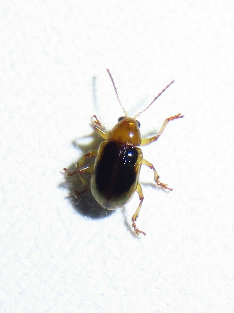 Paria sellata